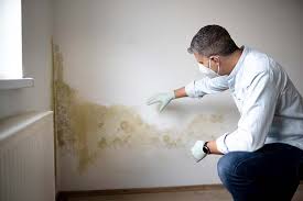 Why You Should Choose Our Mold Remediation Services in Point Pleasant, WV